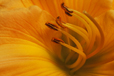 Lily Up Close II